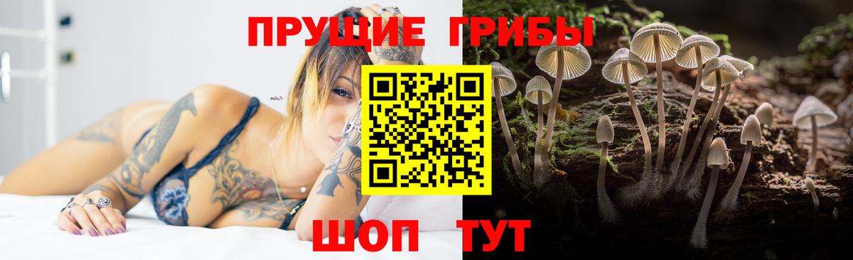 Сунжа  Псилоцибиновые грибы MAGIC MUSHROOMS  Вход с VPN 